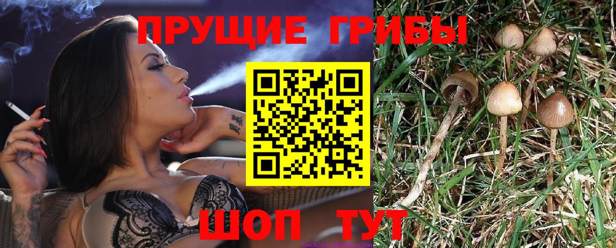 Анжеро-Судженск  магазин    Вход с VPN  Галлюциногенные грибы прущие грибы 